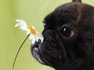 cane