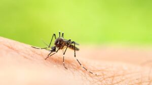 west virus