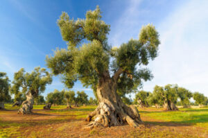 ulivi-secolari-salento