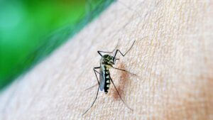 dengue