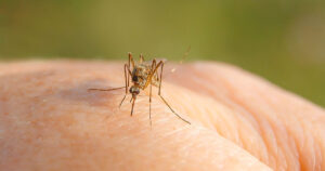 west nile virus