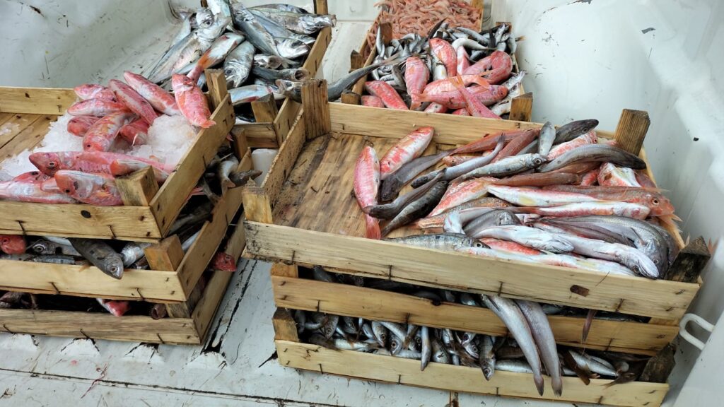 Prodotti ittici, nel 2023 controllati 40 pescherecci e 60 attività di ristorazione